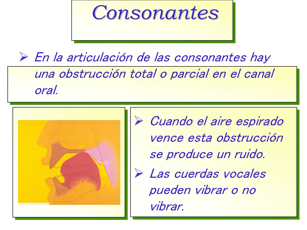 Consonantes En la articulación de las consonantes hay una obstrucción total o parcial en el canal oral.