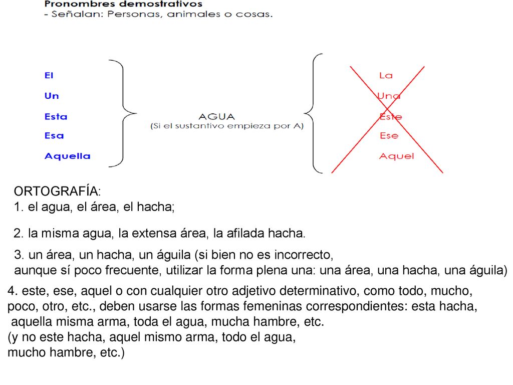 ORTOGRAFÍA: 1. el agua, el área, el hacha; 2. la misma agua, la extensa área, la afilada hacha.