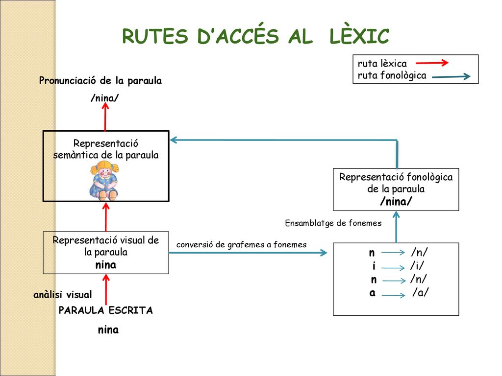 RUTES D’ACCÉS AL LÈXIC nina n /n/ i /i/ n /n/ a /a/ ruta lèxica