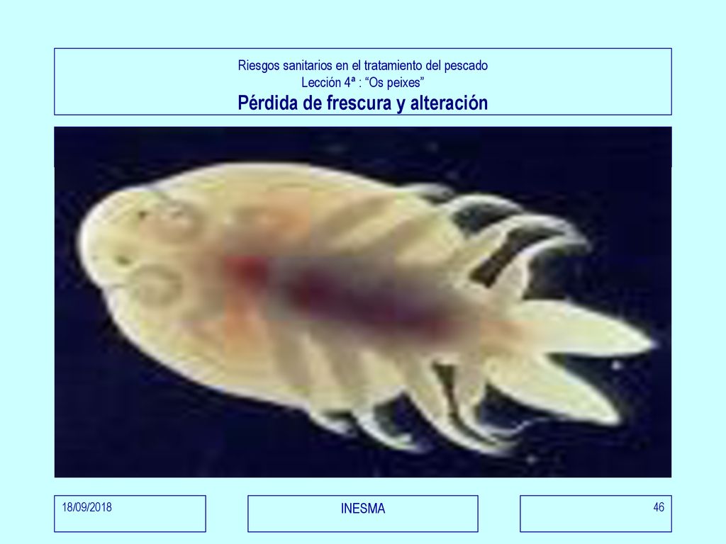 Riesgos sanitarios en el tratamiento del pescado Lección 4ª : Os peixes Pérdida de frescura y alteración