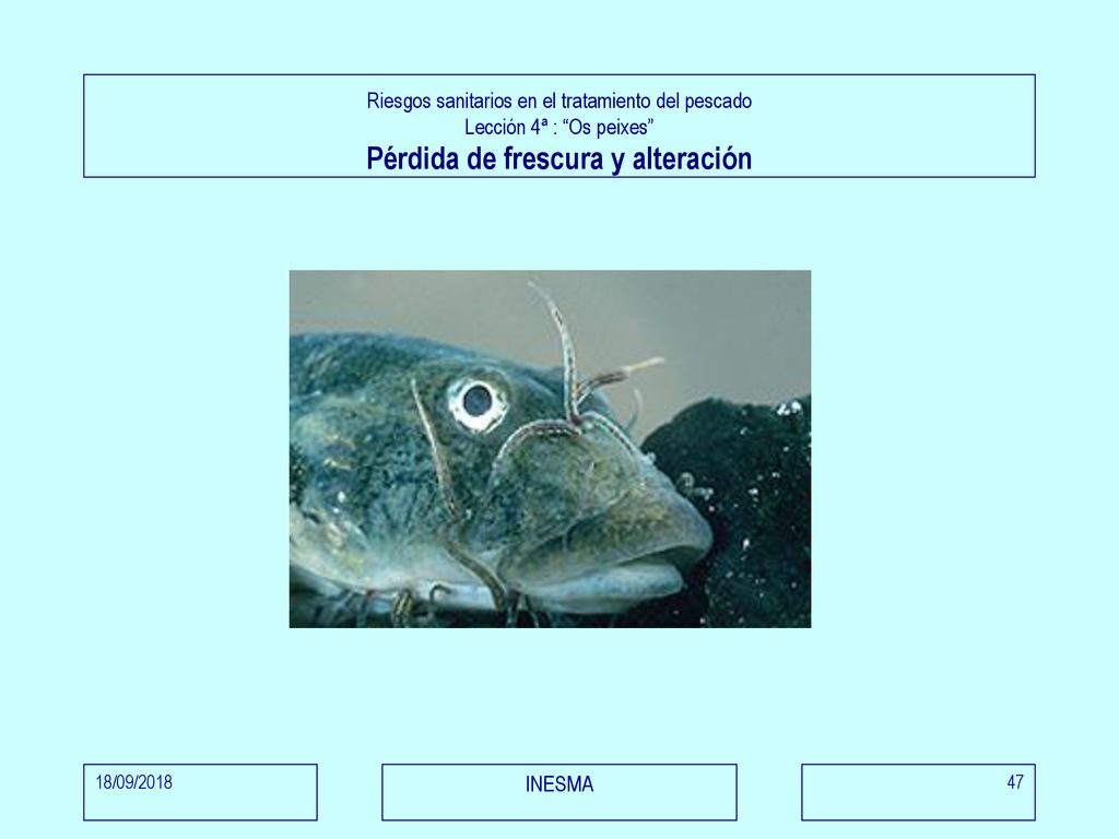 Riesgos sanitarios en el tratamiento del pescado Lección 4ª : Os peixes Pérdida de frescura y alteración