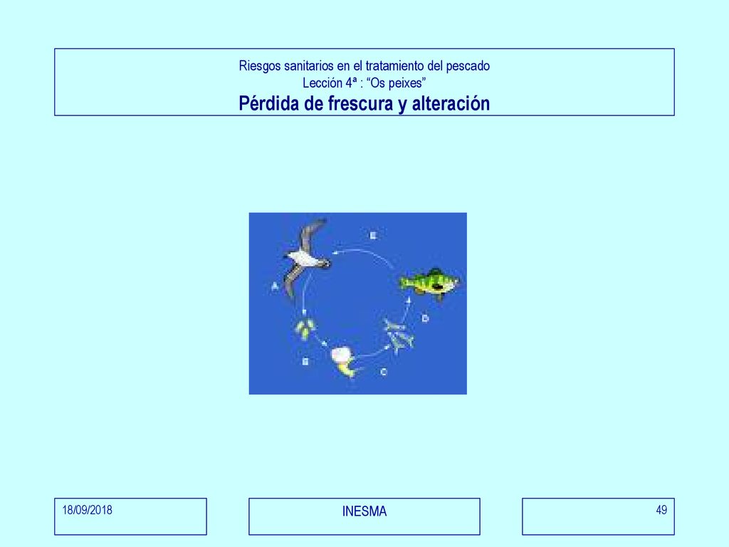 Riesgos sanitarios en el tratamiento del pescado Lección 4ª : Os peixes Pérdida de frescura y alteración
