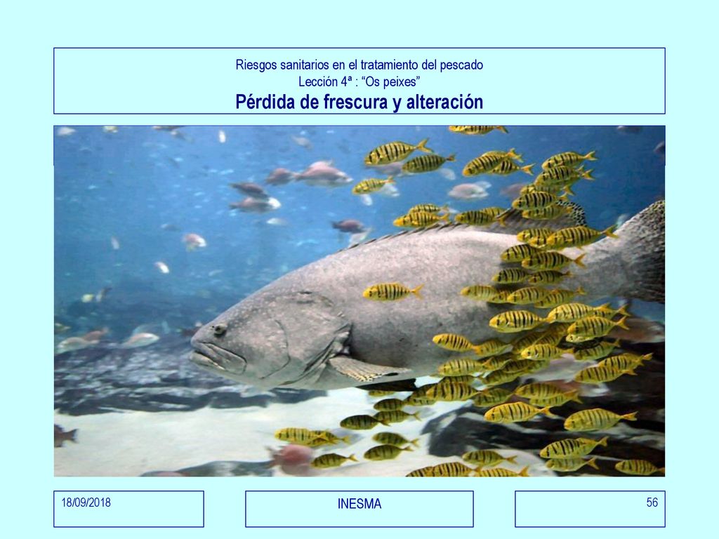 Riesgos sanitarios en el tratamiento del pescado Lección 4ª : Os peixes Pérdida de frescura y alteración