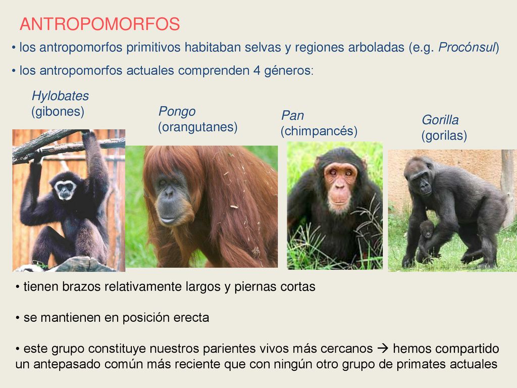 ANTROPOMORFOS los antropomorfos primitivos habitaban selvas y regiones arboladas (e.g. Procónsul) los antropomorfos actuales comprenden 4 géneros: