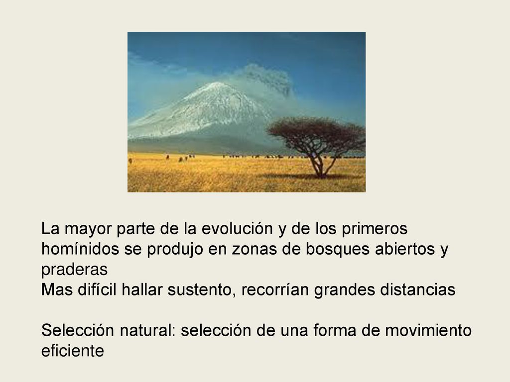 La mayor parte de la evolución y de los primeros homínidos se produjo en zonas de bosques abiertos y praderas