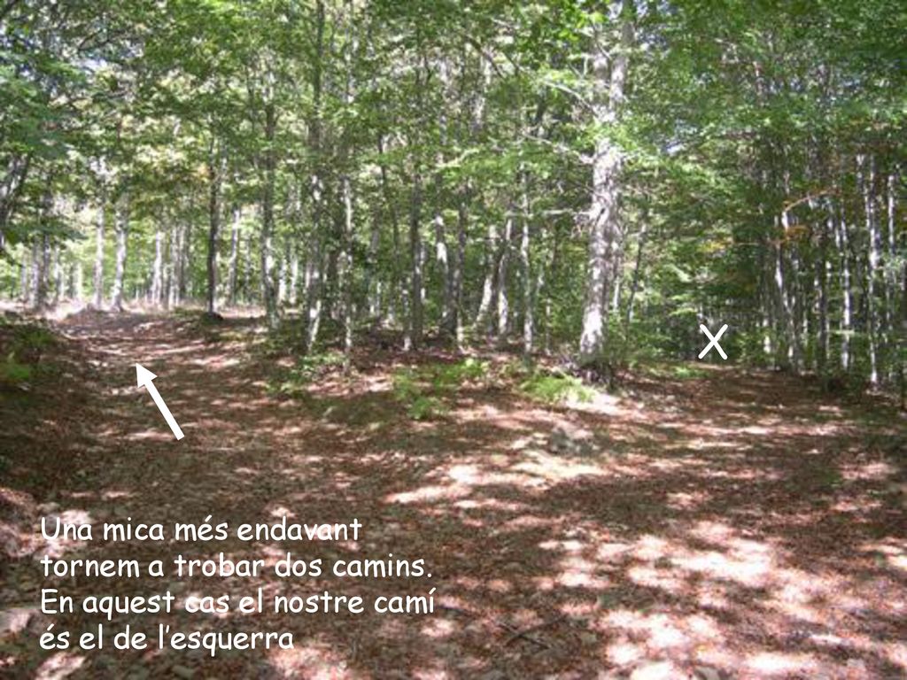 X Una mica més endavant tornem a trobar dos camins.