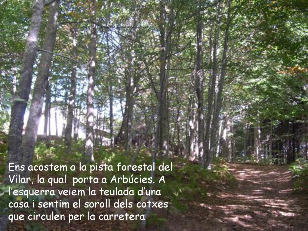 Ens acostem a la pista forestal del Vilar, la qual porta a Arbúcies