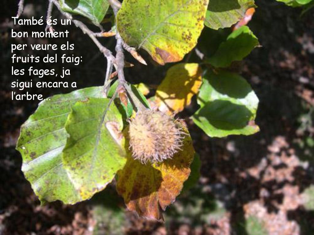 També és un bon moment per veure els fruits del faig: les fages, ja sigui encara a l’arbre...