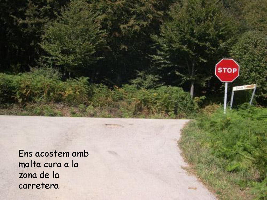Ens acostem amb molta cura a la zona de la carretera