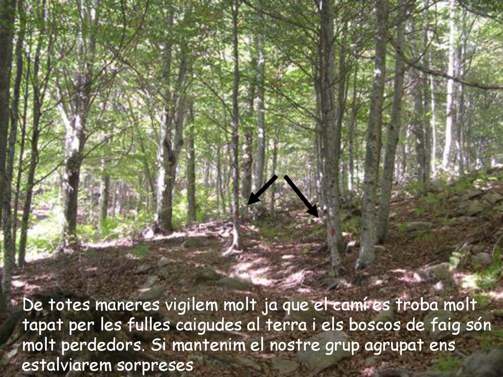 De totes maneres vigilem molt ja que el camí es troba molt tapat per les fulles caigudes al terra i els boscos de faig són molt perdedors.