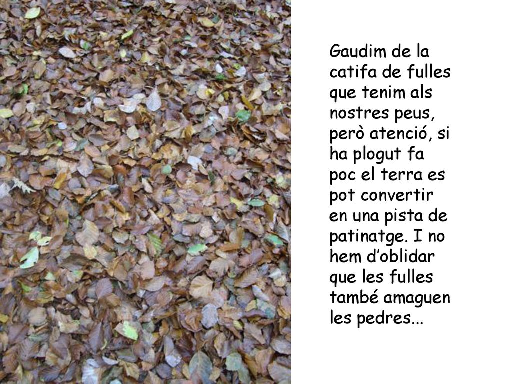 Gaudim de la catifa de fulles que tenim als nostres peus, però atenció, si ha plogut fa poc el terra es pot convertir en una pista de patinatge.