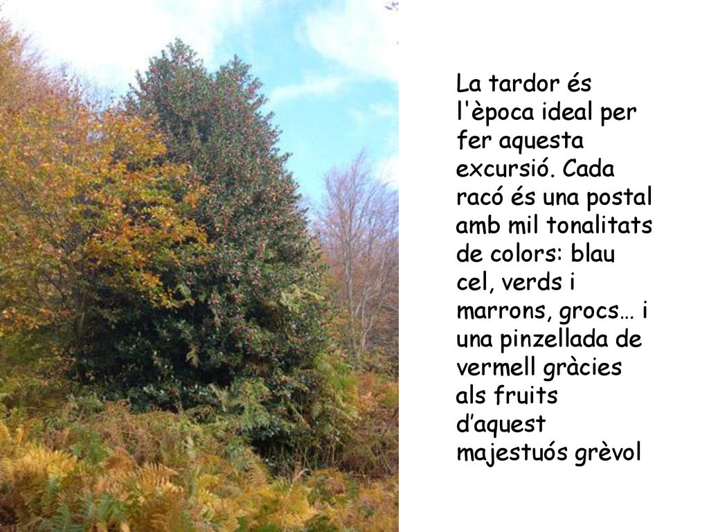 La tardor és l època ideal per fer aquesta excursió