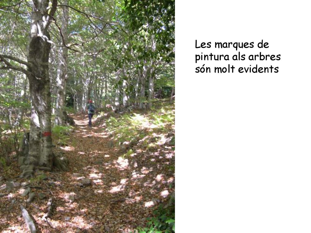 Les marques de pintura als arbres són molt evidents