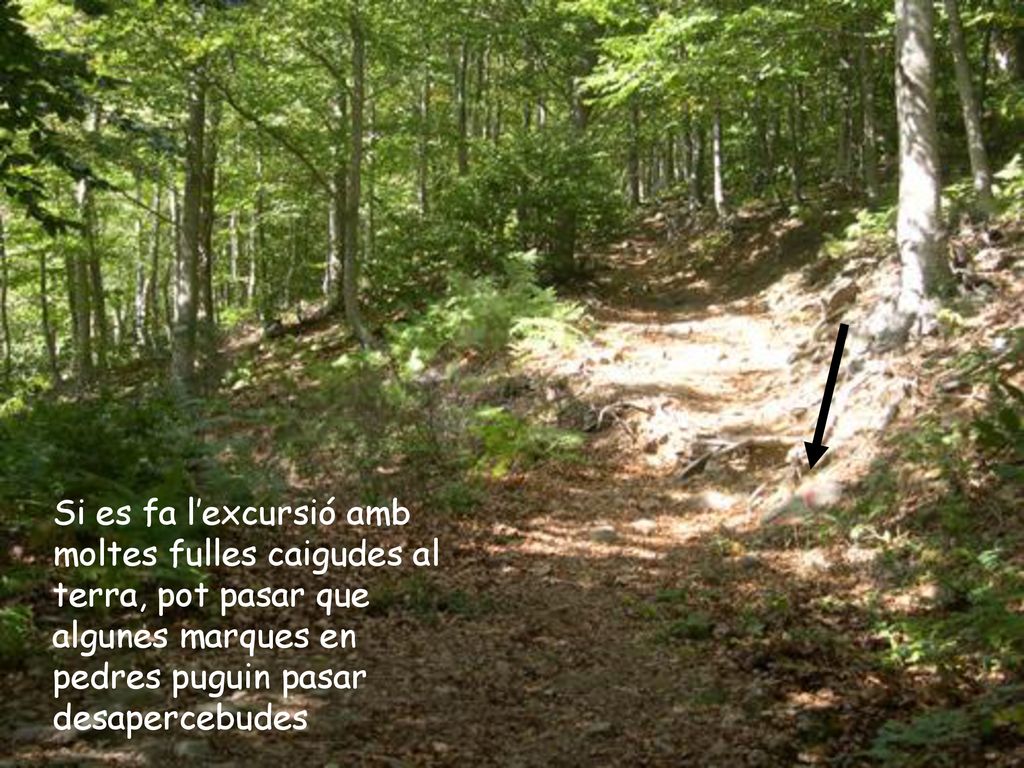 Si es fa l’excursió amb moltes fulles caigudes al terra, pot pasar que algunes marques en pedres puguin pasar desapercebudes