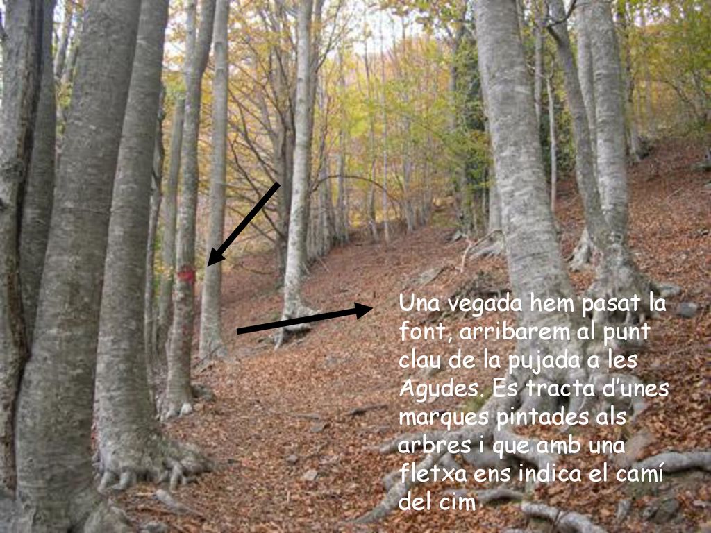 Una vegada hem pasat la font, arribarem al punt clau de la pujada a les Agudes.