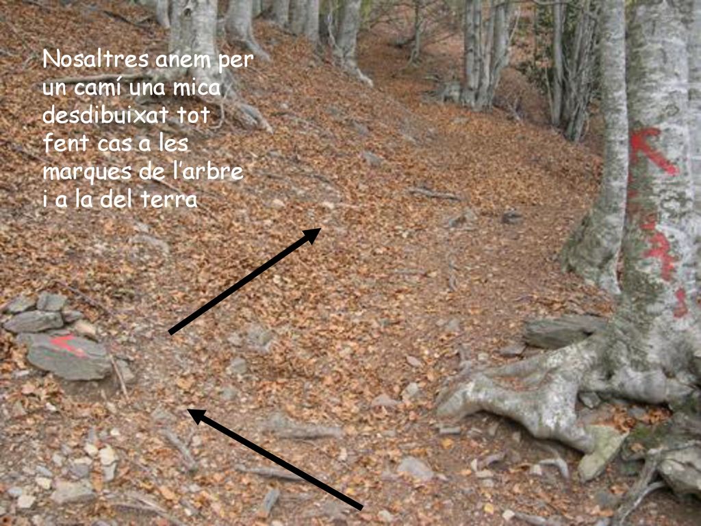 Nosaltres anem per un camí una mica desdibuixat tot fent cas a les marques de l’arbre i a la del terra