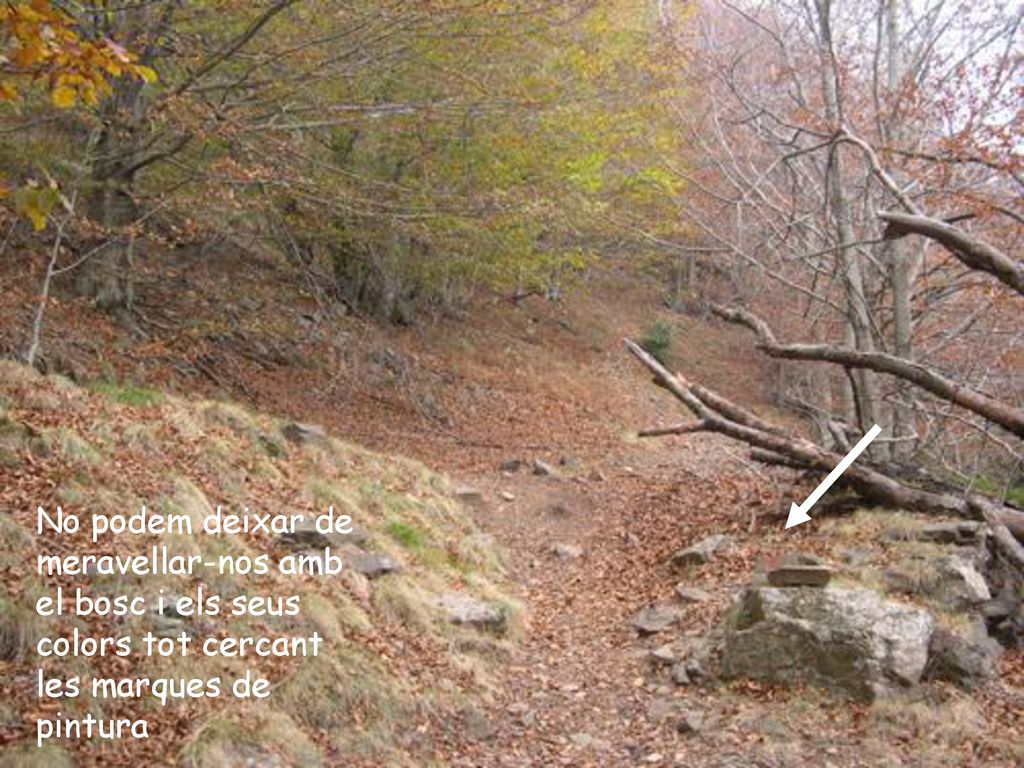 No podem deixar de meravellar-nos amb el bosc i els seus colors tot cercant les marques de pintura