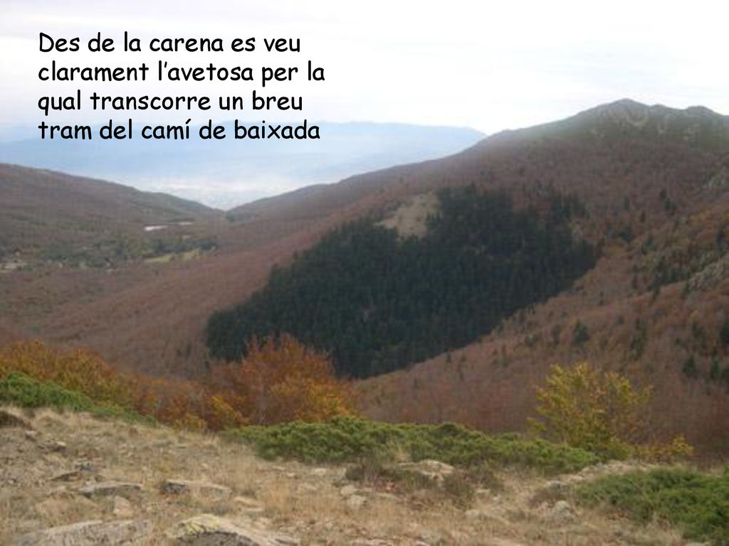 Des de la carena es veu clarament l’avetosa per la qual transcorre un breu tram del camí de baixada