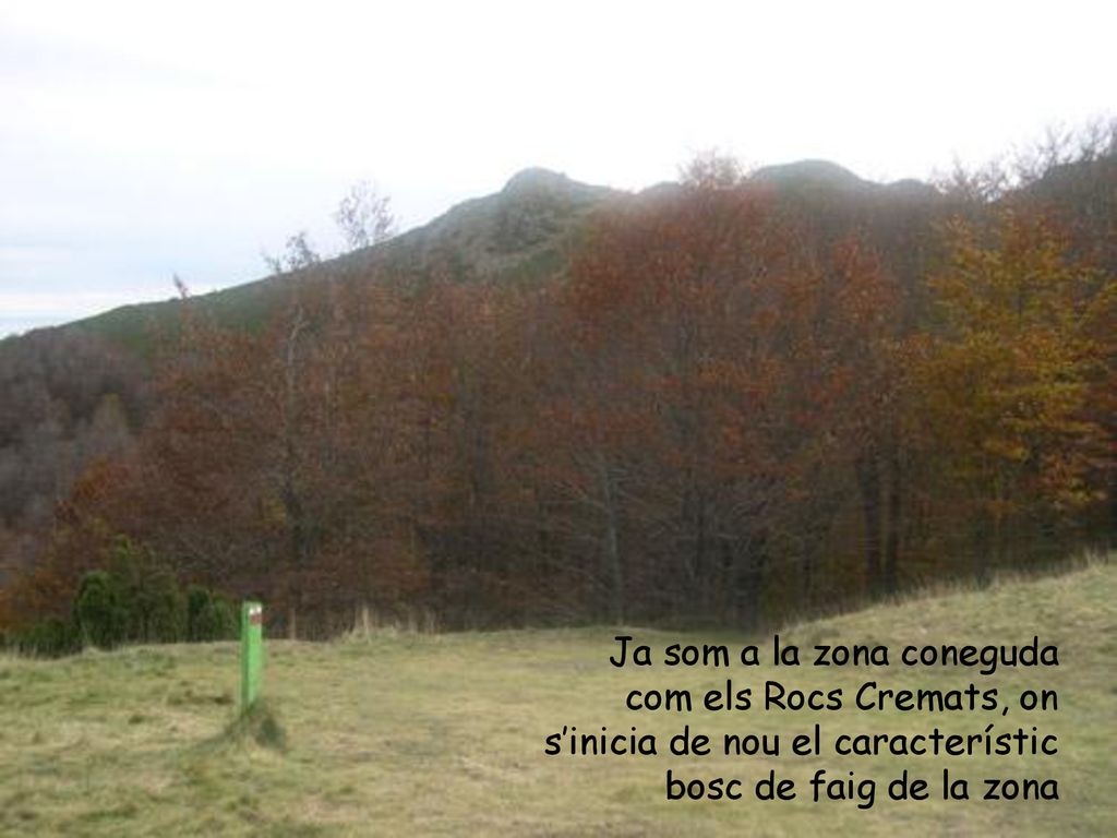 Ja som a la zona coneguda com els Rocs Cremats, on s’inicia de nou el característic bosc de faig de la zona
