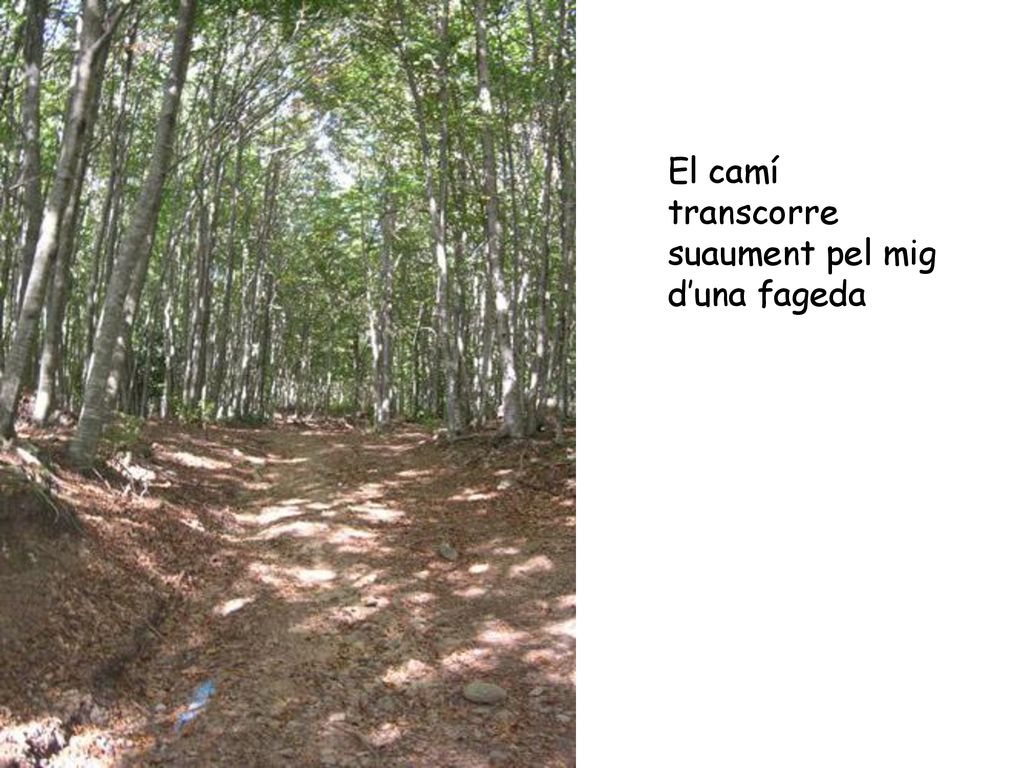 El camí transcorre suaument pel mig d’una fageda