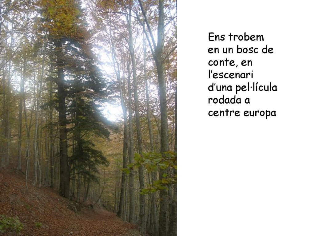 Ens trobem en un bosc de conte, en l’escenari d’una pel·lícula rodada a centre europa