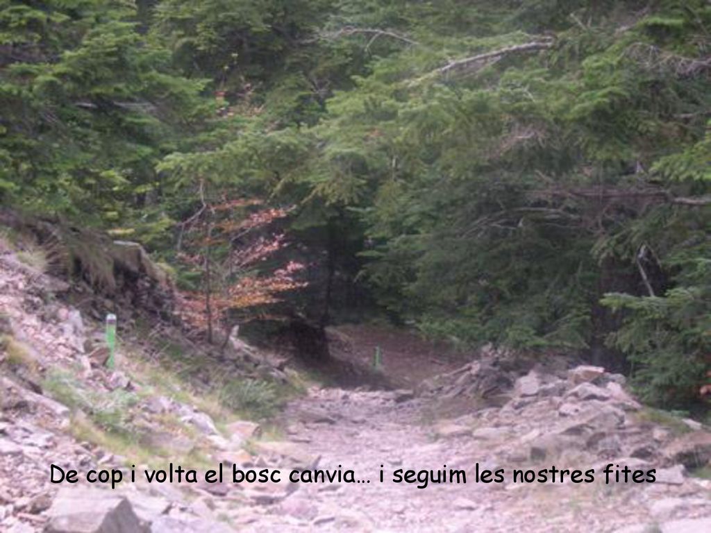 De cop i volta el bosc canvia… i seguim les nostres fites