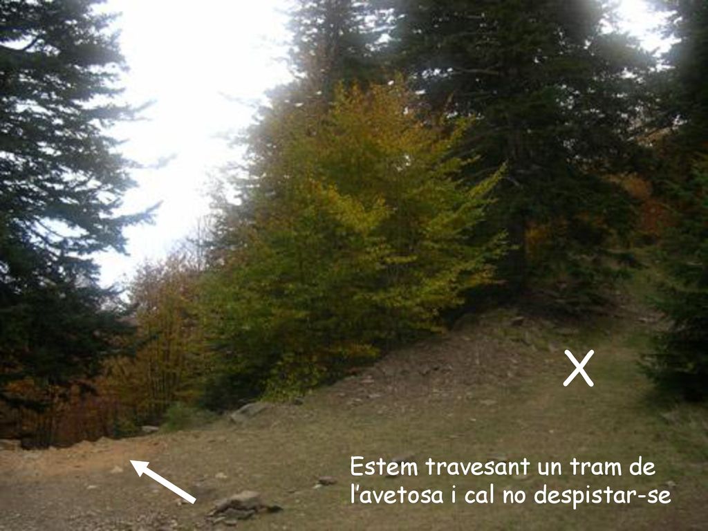 X Estem travesant un tram de l’avetosa i cal no despistar-se