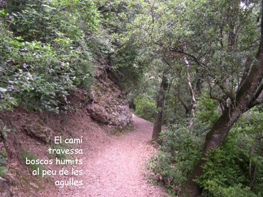 El camí travessa boscos humits al peu de les agulles