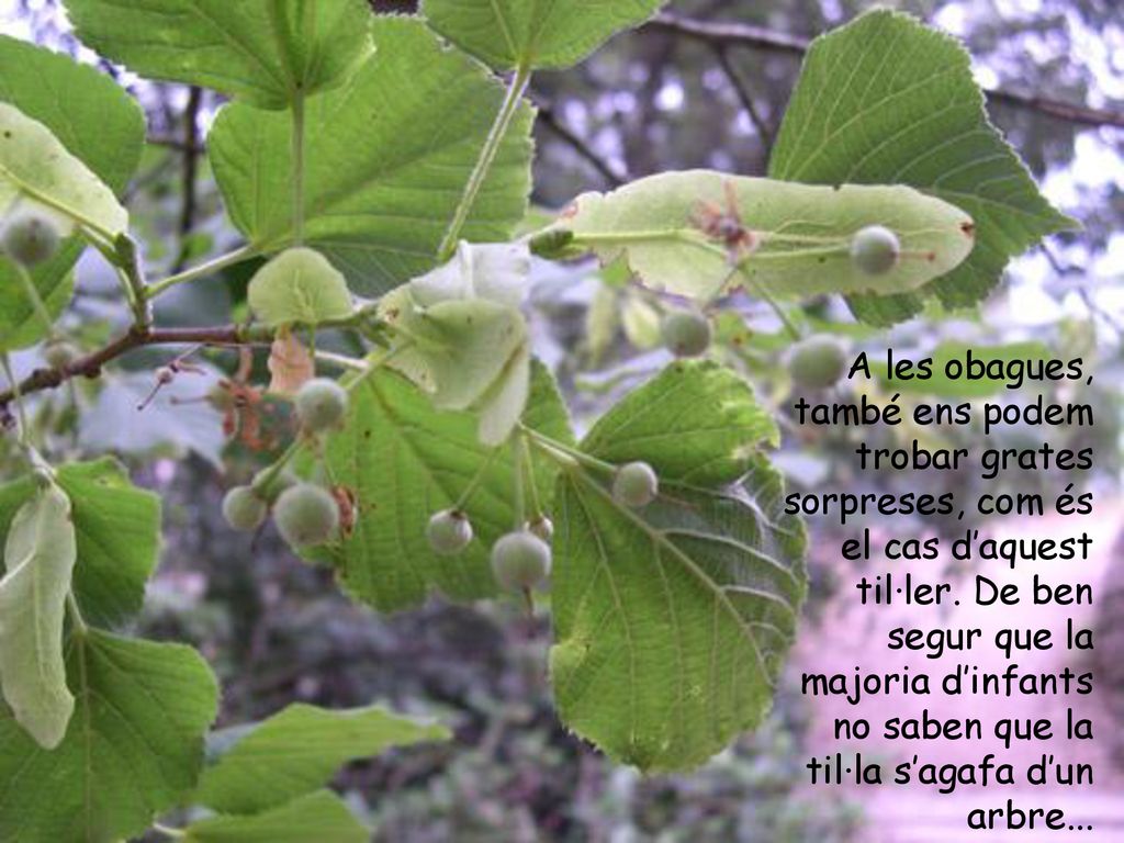 A les obagues, també ens podem trobar grates sorpreses, com és el cas d’aquest til·ler.