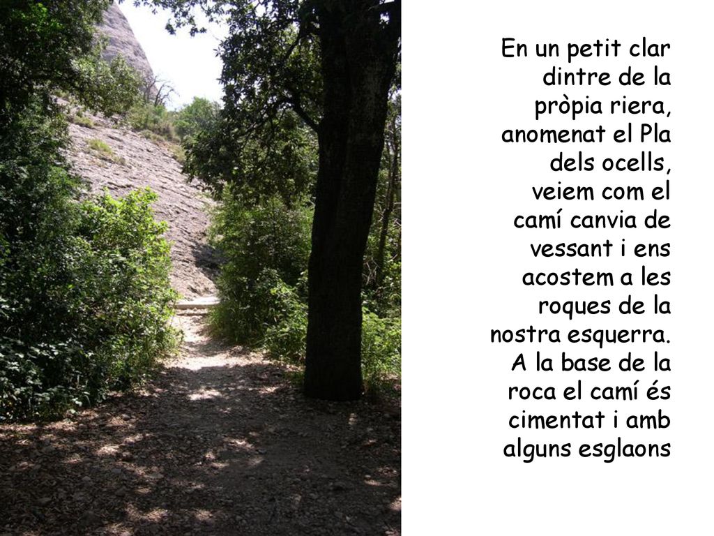 En un petit clar dintre de la pròpia riera, anomenat el Pla dels ocells, veiem com el camí canvia de vessant i ens acostem a les roques de la nostra esquerra.