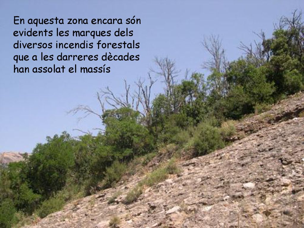 En aquesta zona encara són evidents les marques dels diversos incendis forestals que a les darreres dècades han assolat el massís