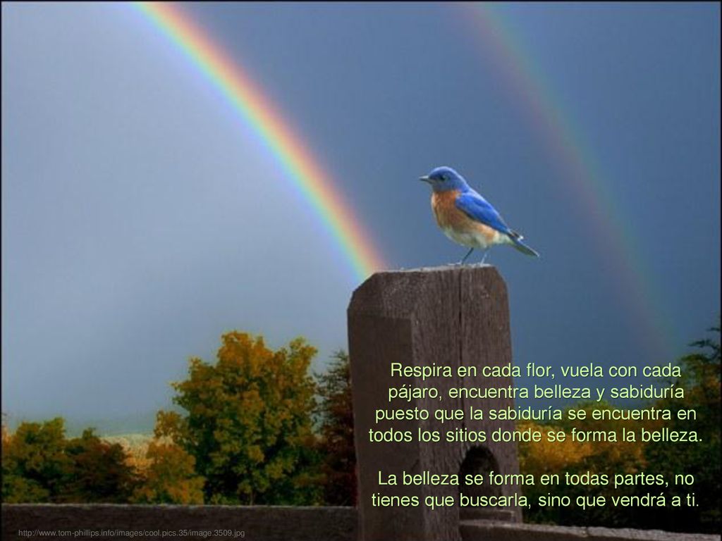 Respira en cada flor, vuela con cada pájaro, encuentra belleza y sabiduría puesto que la sabiduría se encuentra en todos los sitios donde se forma la belleza.