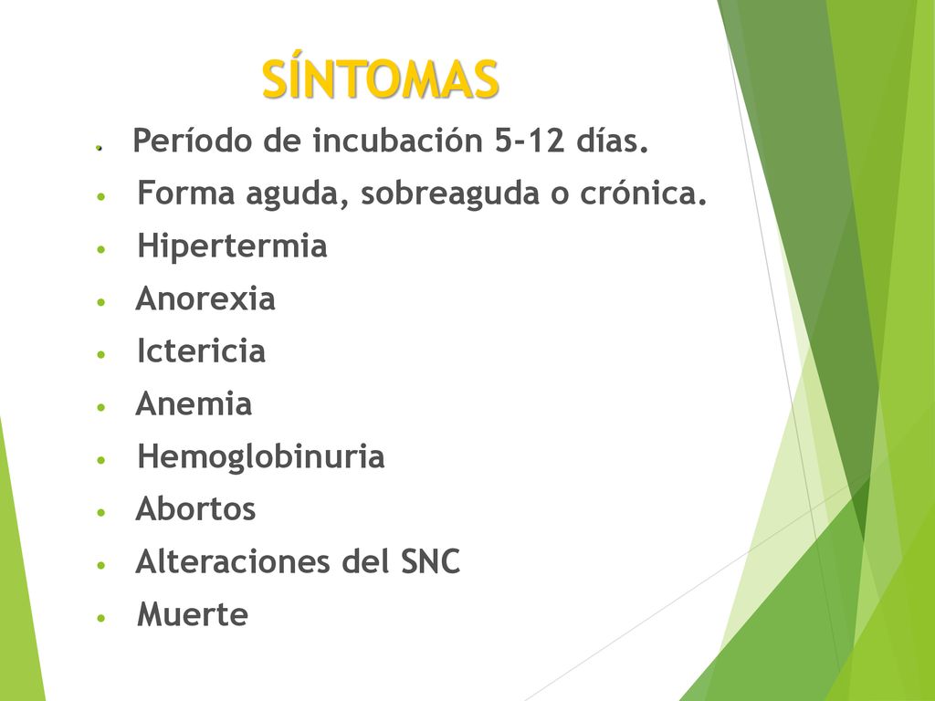 SÍNTOMAS Forma aguda, sobreaguda o crónica. Hipertermia Anorexia