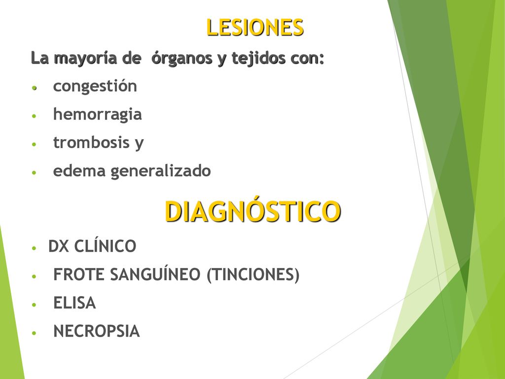 DIAGNÓSTICO LESIONES La mayoría de órganos y tejidos con: congestión