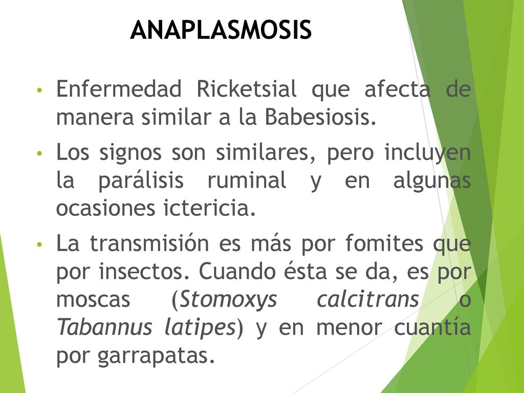 ANAPLASMOSIS Enfermedad Ricketsial que afecta de manera similar a la Babesiosis.