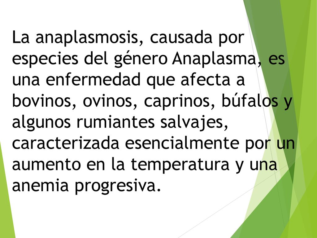 La anaplasmosis, causada por especies del género Anaplasma, es una enfermedad que afecta a bovinos, ovinos, caprinos, búfalos y algunos rumiantes salvajes, caracterizada esencialmente por un aumento en la temperatura y una anemia progresiva.