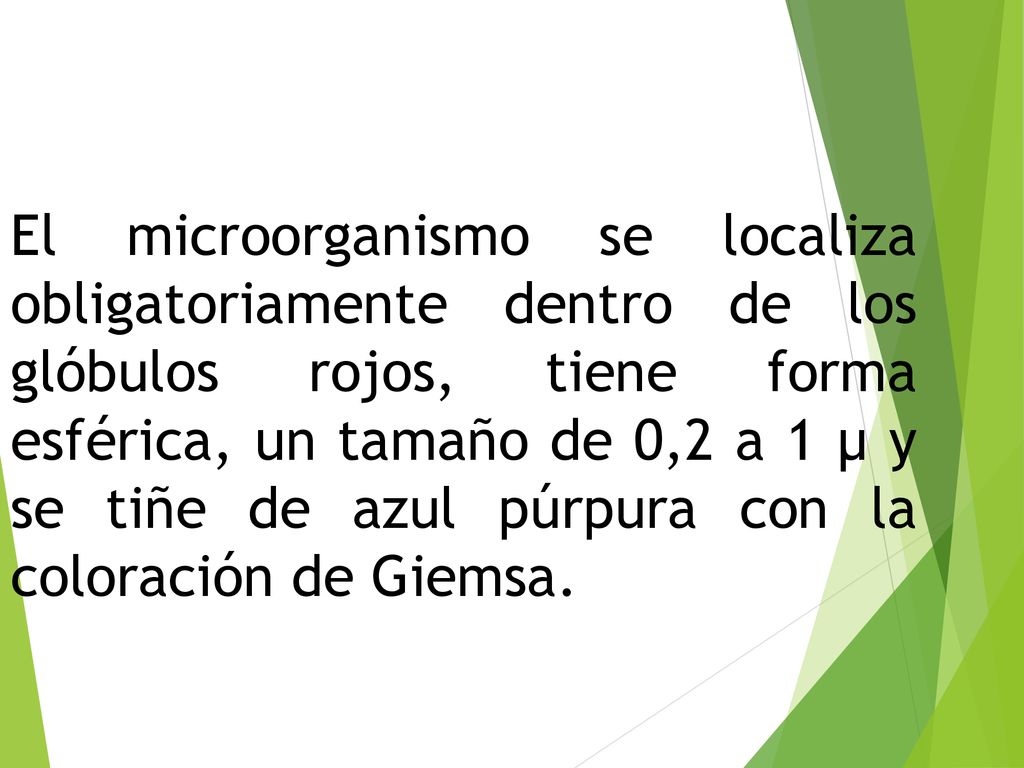 El microorganismo se localiza obligatoriamente dentro de los glóbulos rojos, tiene forma esférica, un tamaño de 0,2 a 1 µ y se tiñe de azul púrpura con la coloración de Giemsa.