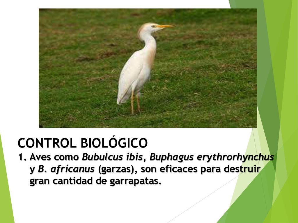 CONTROL BIOLÓGICO 1. Aves como Bubulcus ibis, Buphagus erythrorhynchus y B.