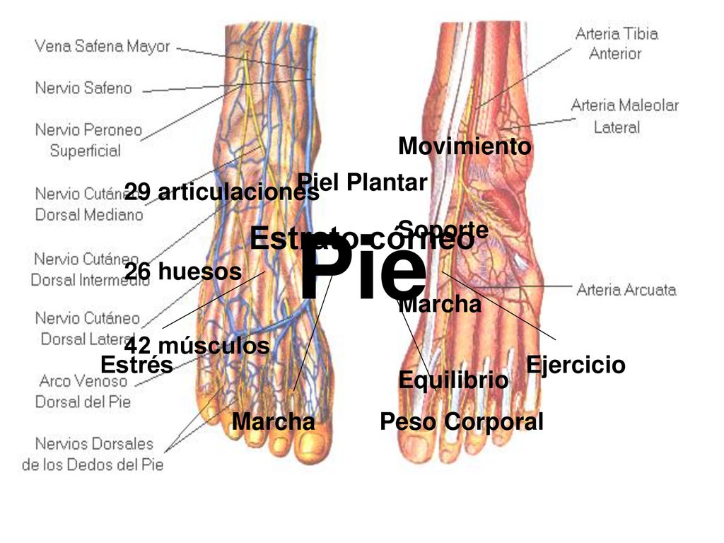 Pie Estrato córneo Movimiento Piel Plantar 29 articulaciones Soporte