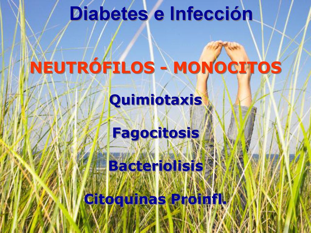Diabetes e Infección Diabetes e Infección NEUTRÓFILOS - MONOCITOS Quimiotaxis Fagocitosis Bacteriolisis Citoquinas Proinfl.