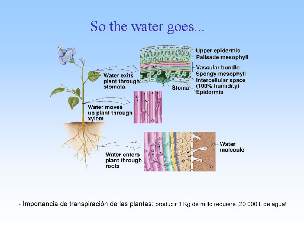 - Importancia de transpiración de las plantas: producir 1 Kg de millo requiere ¡ L de agua!