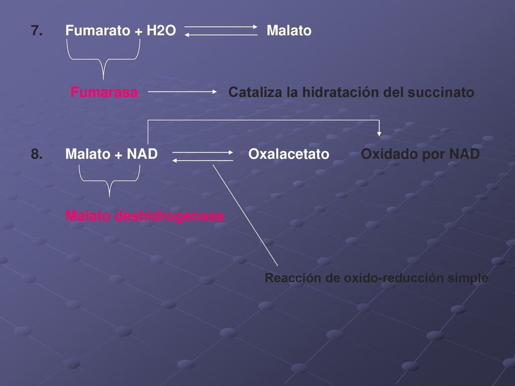 7. Fumarato + H2O Malato Fumarasa Cataliza la hidratación del succinato.