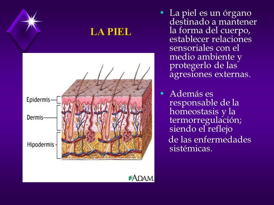 La piel es un órgano destinado a mantener la forma del cuerpo, establecer relaciones sensoriales con el medio ambiente y protegerlo de las agresiones externas.