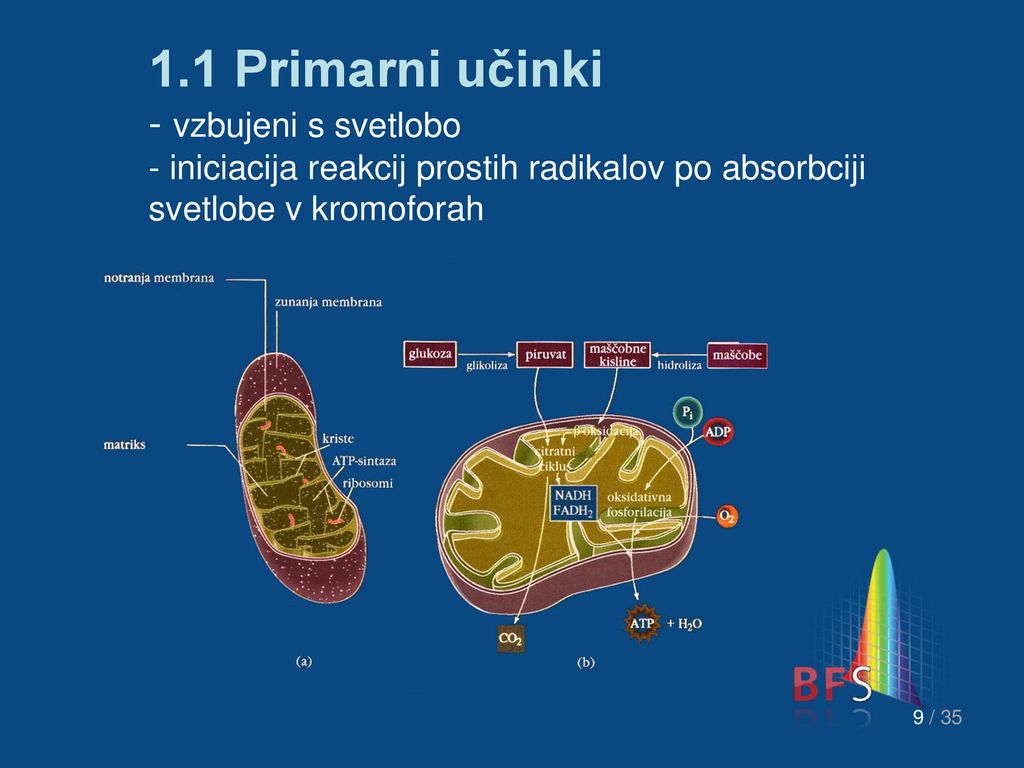 1.1 Primarni učinki - vzbujeni s svetlobo - iniciacija reakcij prostih radikalov po absorbciji svetlobe v kromoforah