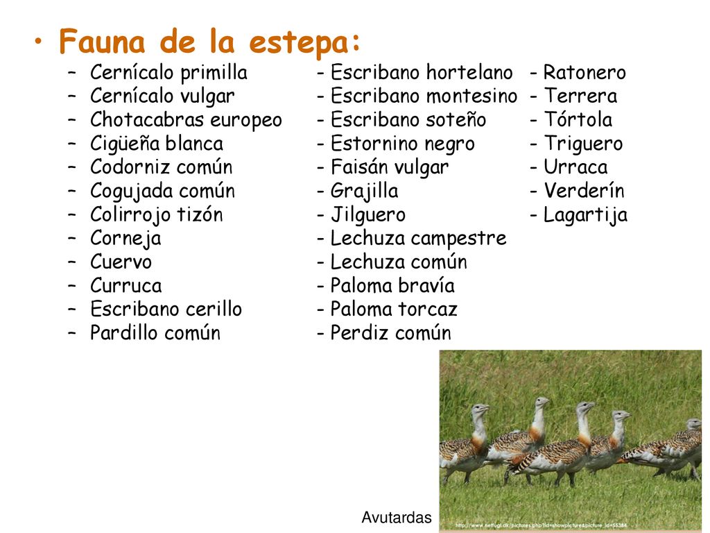 Fauna de la estepa: Cernícalo primilla - Escribano hortelano - Ratonero. Cernícalo vulgar - Escribano montesino - Terrera.