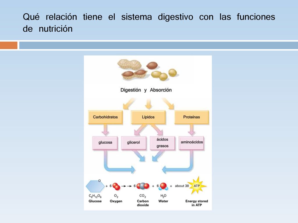 Qué relación tiene el sistema digestivo con las funciones de nutrición