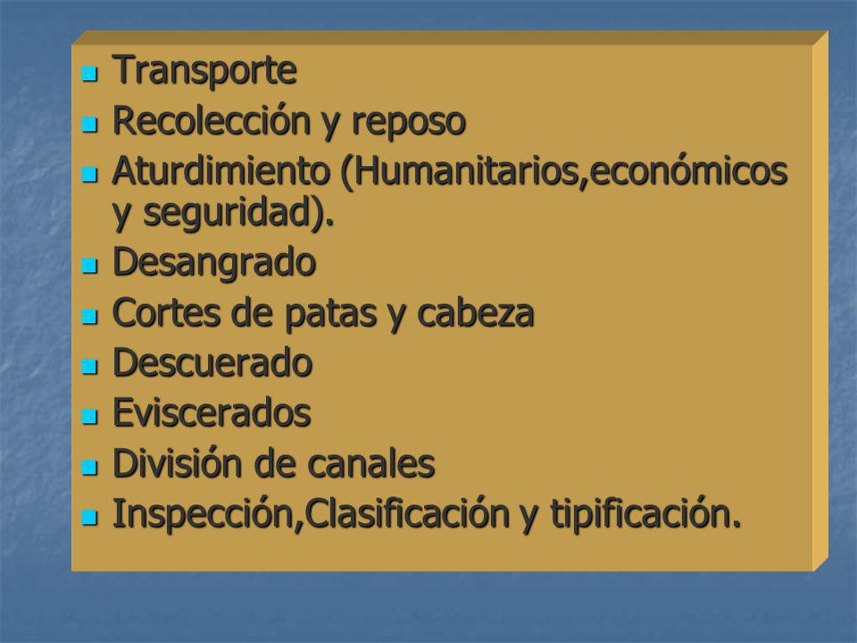 Transporte Recolección y reposo. Aturdimiento (Humanitarios,económicos y seguridad). Desangrado. Cortes de patas y cabeza.