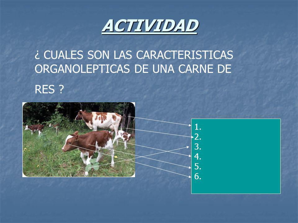 ACTIVIDAD ¿ CUALES SON LAS CARACTERISTICAS ORGANOLEPTICAS DE UNA CARNE DE RES
