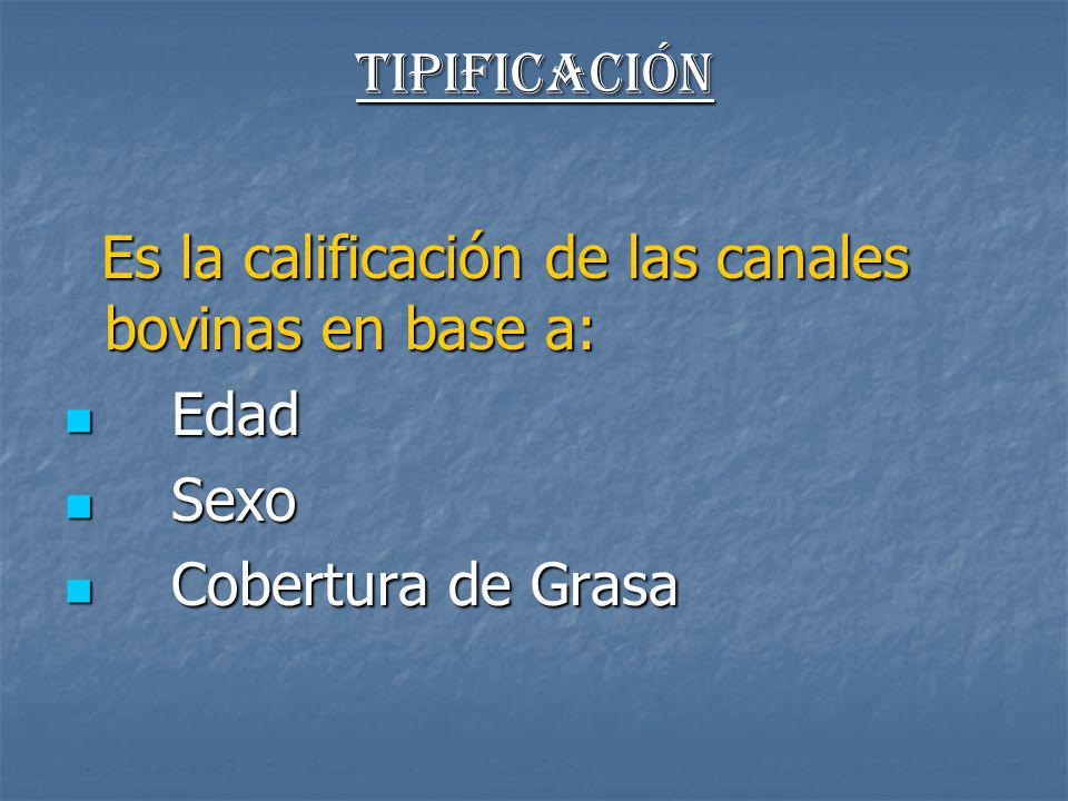 Tipificación Es la calificación de las canales bovinas en base a: Edad Sexo Cobertura de Grasa
