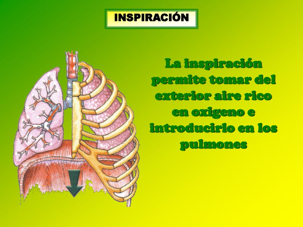 INSPIRACIÓN La inspiración permite tomar del exterior aire rico en oxigeno e introducirlo en los pulmones.